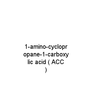 1-amino-cyclopropane-1-carboxylic acid ( ACC )